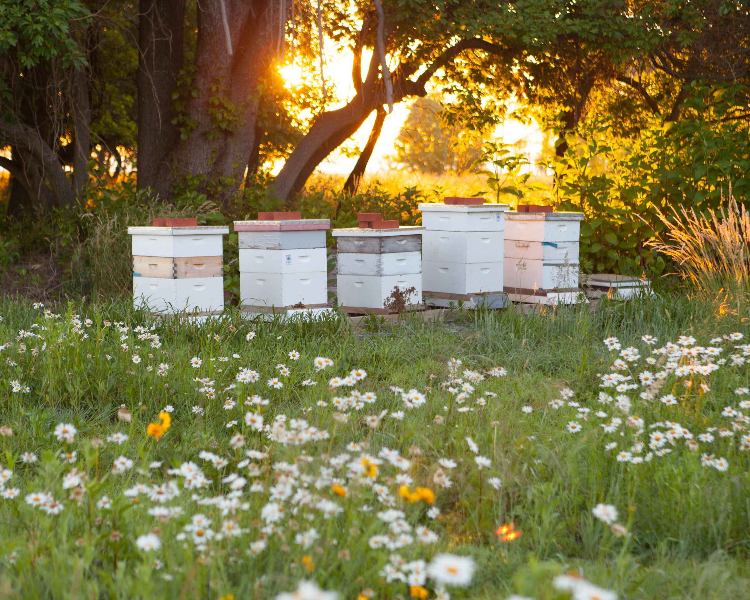 Eastern Shore Honey
