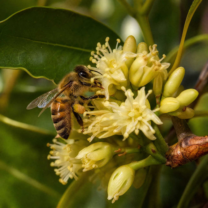 A close-up nature photograph of a honeybee pollinating small pale yellow flowers on a leafy green plant.