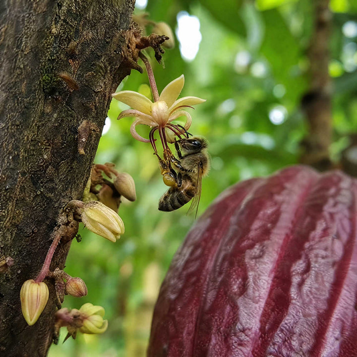A close-up outdoor photo of a bee crawling on pale yellow cacao flowers attached to a tree trunk, with a large dark red cacao pod in the foreground and blurred green foliage behind.