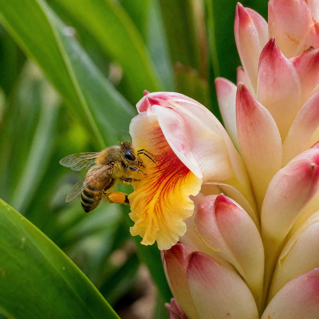 A close-up photograph of a honeybee pollinating a pink, yellow, and white ginger flower, with green leaves blurred in the background.