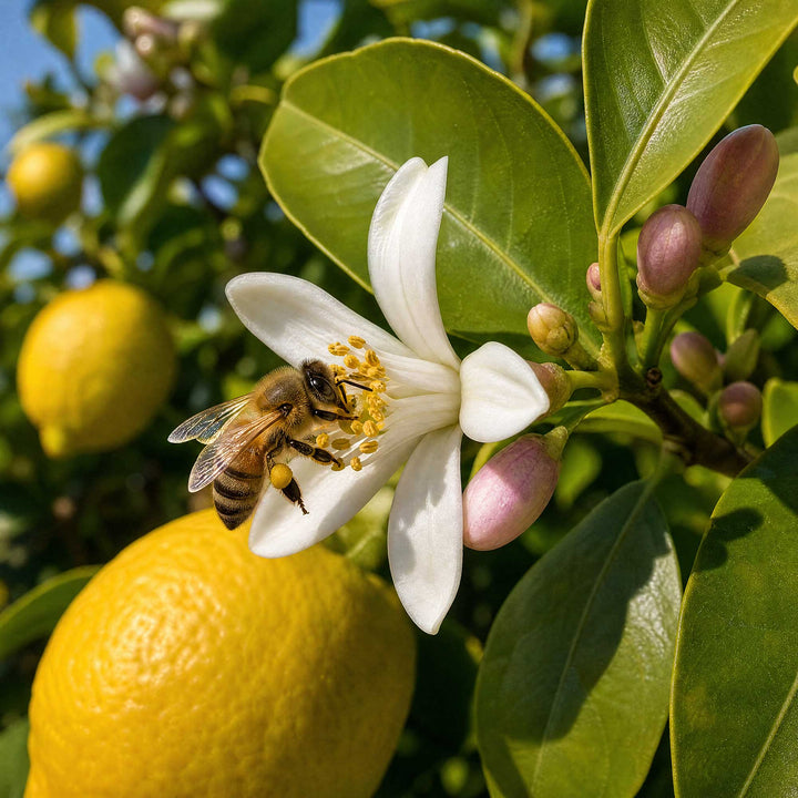 A close-up outdoor photo of a honeybee crawling on a white citrus blossom with yellow pollen, surrounded by green leaves and yellow lemons on a tree.
