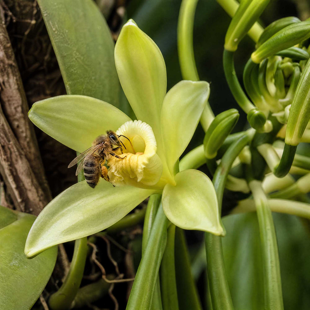 A close-up of a pale yellow vanilla orchid flower with a bee crawling on it, surrounded by green leaves and buds.