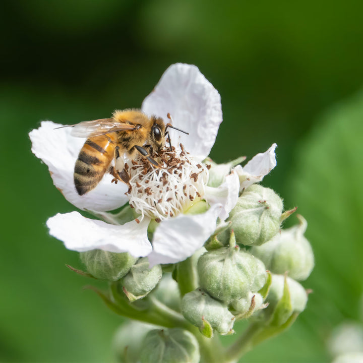 A close-up photograph of a honeybee collecting pollen from a white raspberry flower, with green buds and a soft, blurred green background.