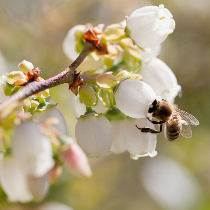 A close-up photograph of a honeybee pollinating white bell-shaped blueberry flowers on a branch, with a soft, blurred natural background.
